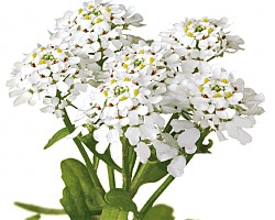9 билки за здрав стомах