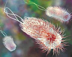 E. Coli: �� ������ ������