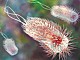 E. Coli: �� ������ ������