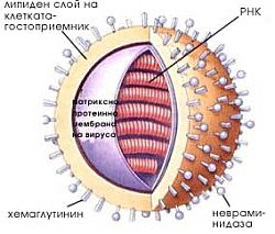 причинител